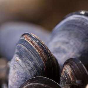 mussels, shells, seafood-419052.jpg